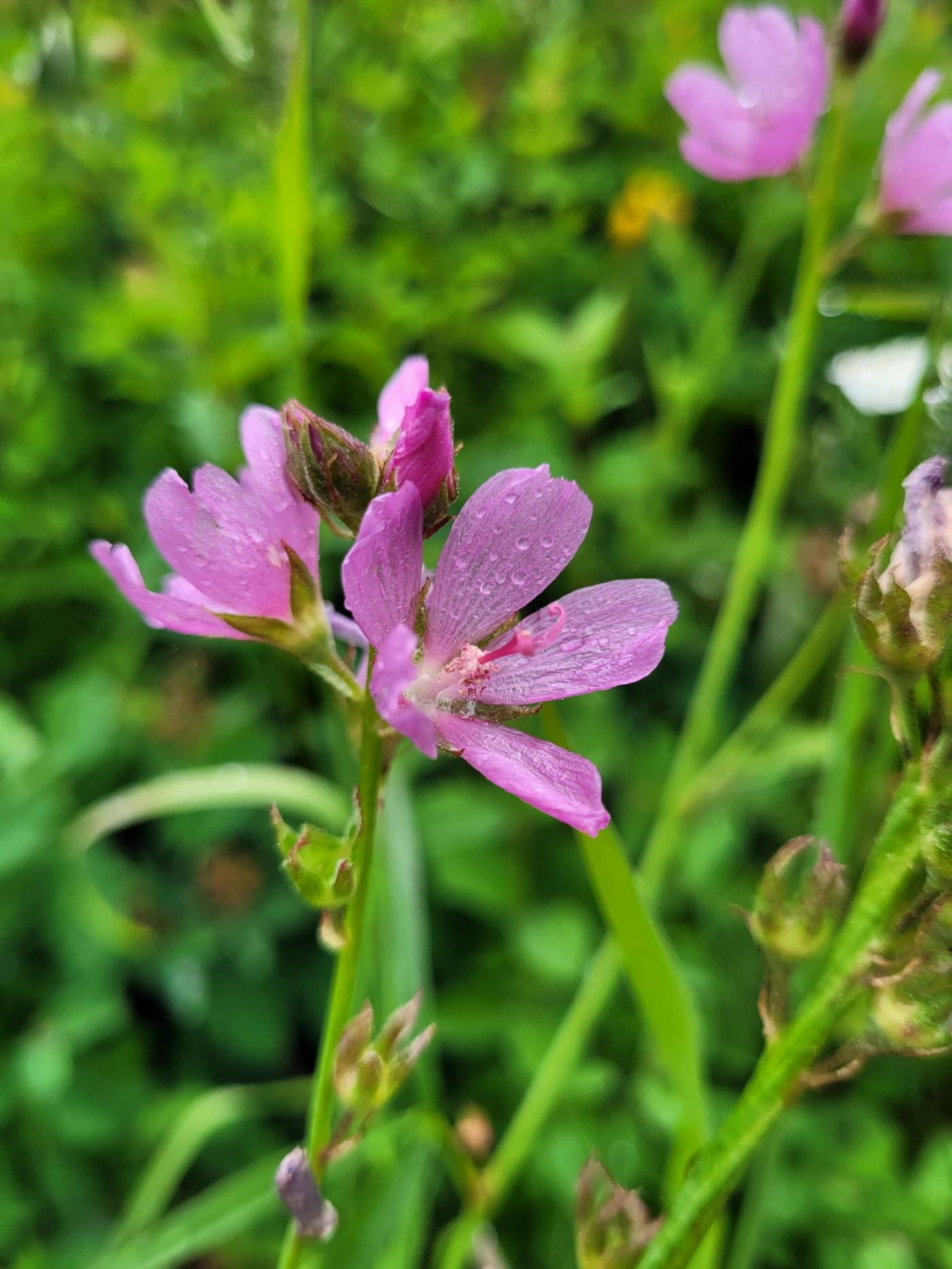 Sidalcea oregana var. calva image